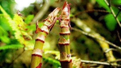 這種入侵英國 170 多年的「魔鬼植物」，在中國竟供不應求！還是很多人的童年回憶！