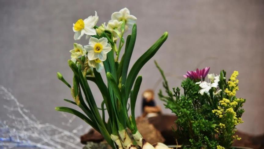 水仙花養植季，學會掌控水仙花的花期，可以任性大年初一賞花