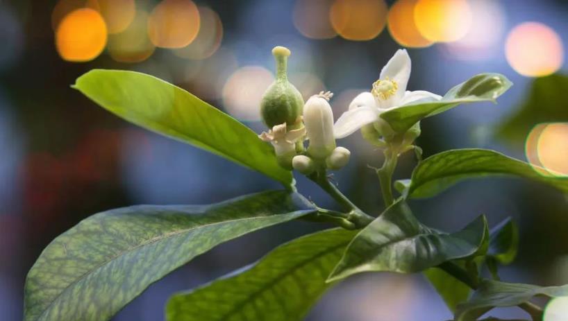 陽臺種植佛手有竅門：3個措施，2個技巧，佛手枝葉繁茂、果形美