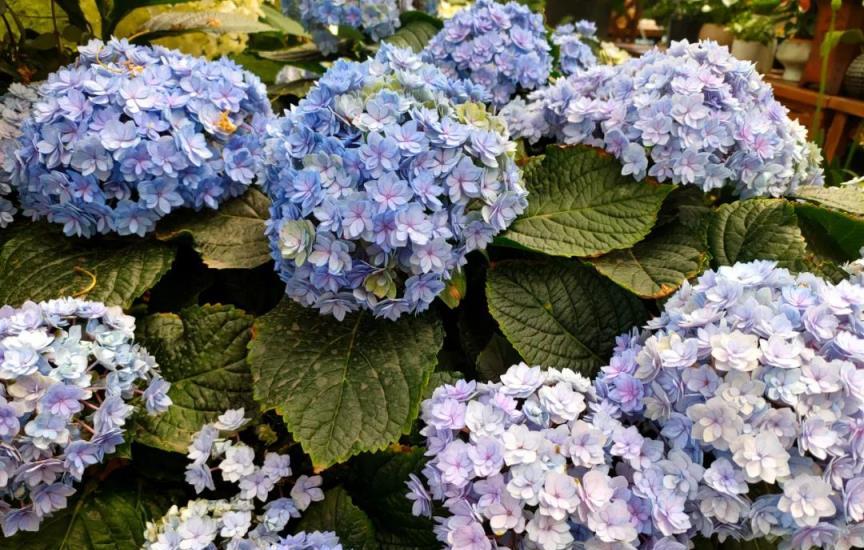 繡球花開花時的4個「誤區」，可能讓你白費心思，浪費錢，還縮短花期