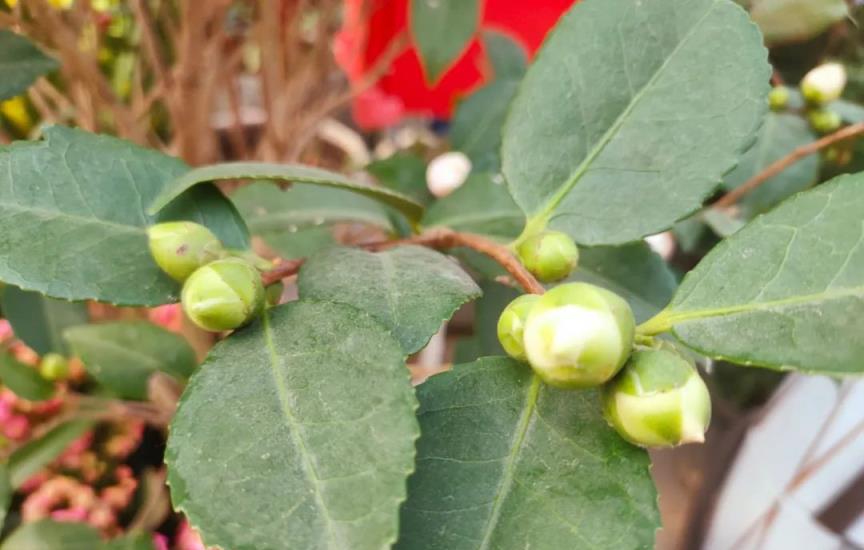 茶花有花苞後，別不捨得，狠心再剪一刀，花大色豔