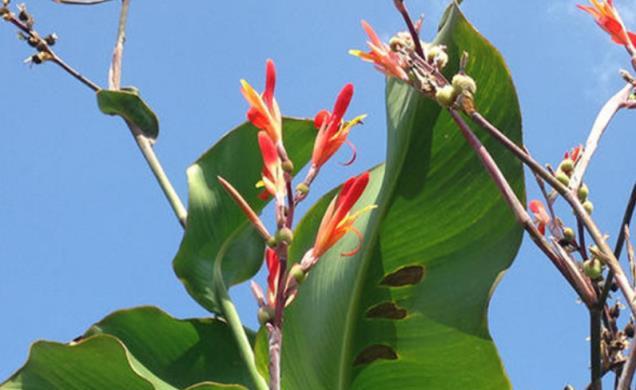 農村門前的植物，開花豔麗，曾是「充飢糧」，如今為何成觀賞植物？