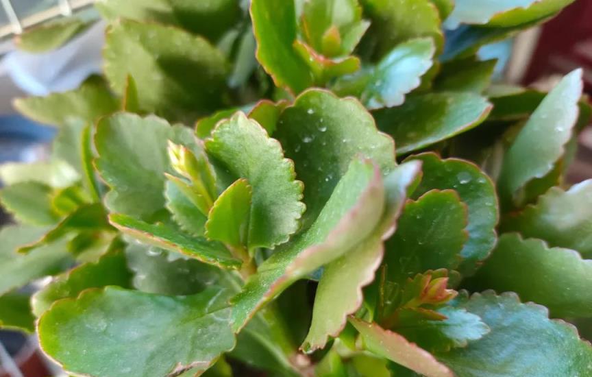 4月養長壽花，別偷懶，做好4件事，生長旺盛，秋季開花爆滿盆