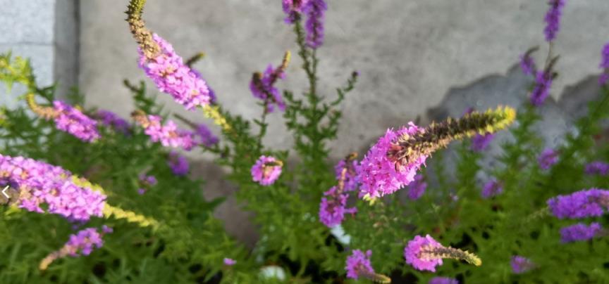 張頌文的「農家院」火遍全網：養花、種菜、養貓，慵懶愜意，讓百萬人羨慕！