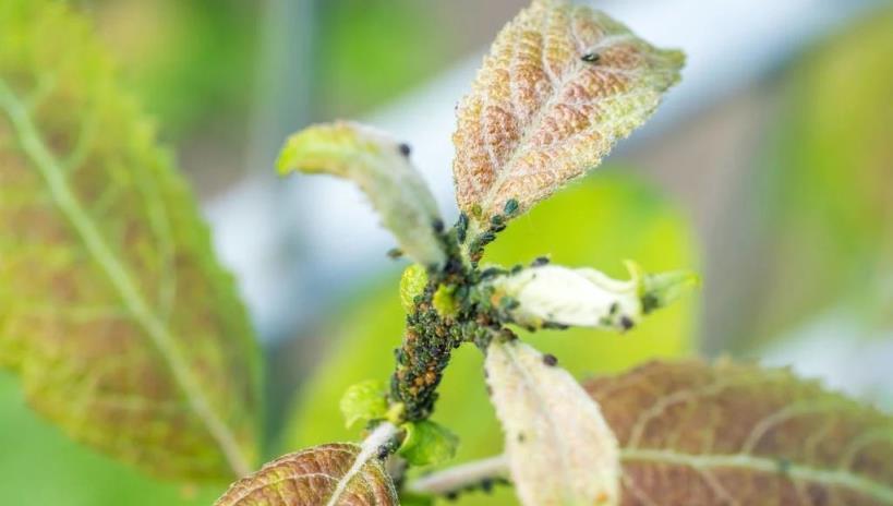 養花小知識：養花「六步曲」，適用於大多數花卉植物