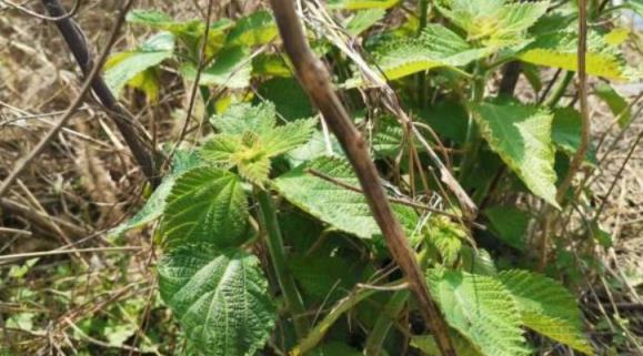 這種農村餵豬植物，擁有世界最長、最細纖維，被譽為「中國草」