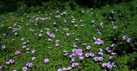 它是「一級入侵植物」，長得像喇叭花，常被當雜草除掉，根卻是稀罕物