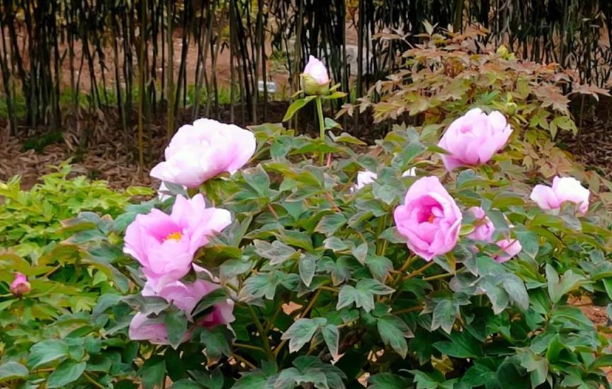 2種「鎮宅花」壽命長，越養越值錢，可以當「傳家寶」，子孫後代富！