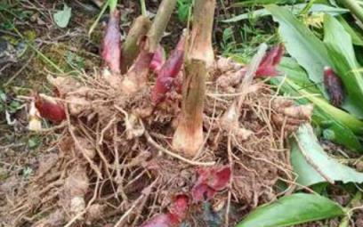 這種植物曾是農村不起眼的「野菜」，如今卻大量出口，被譽為「亞洲人蔘」