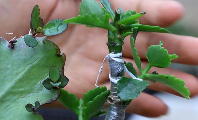 沾土就氾濫的「入侵植物」，葉片肥厚花好看，還能嫁接長壽花，年年開爆盆