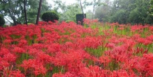 傳說中的冥界之花——彼岸花，與「曼珠沙華」真的沒關係