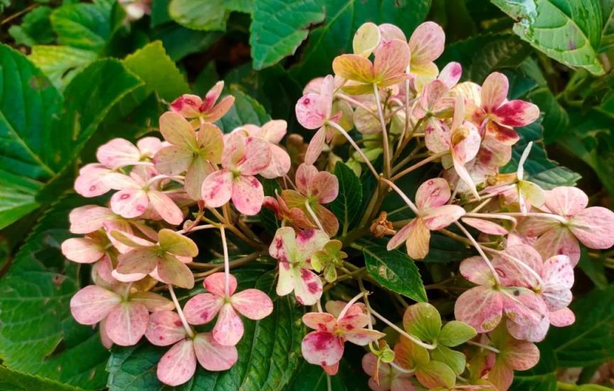 「養花澆水十年功」，夏季澆水遵照「4不4要」，養花高手都認同