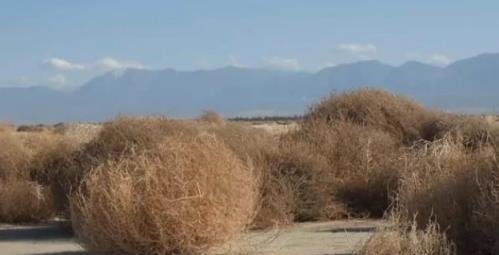 3種「入侵」植物，導致他國耗巨資難消滅，在我國成「笑話」：當菜又當柴