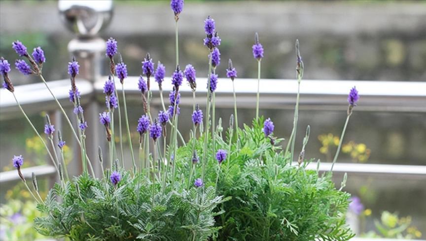 人養花、花也養人，5種花對身體有益，養在家裡就賺了