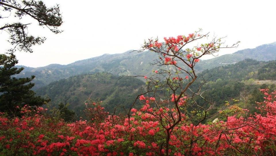 盆栽種植映山紅，土壤很重要，4個小方法維持土壤屬性