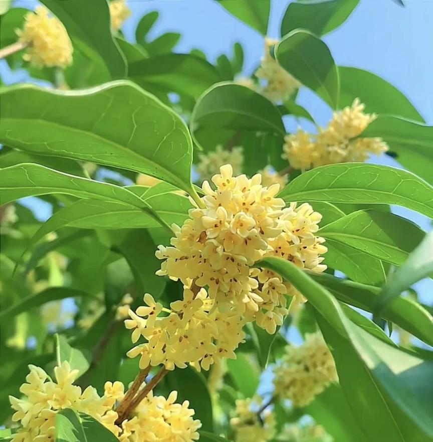 「家有4花，不富也發」，老祖宗的話，不是迷信這麼簡單，真的有道理！