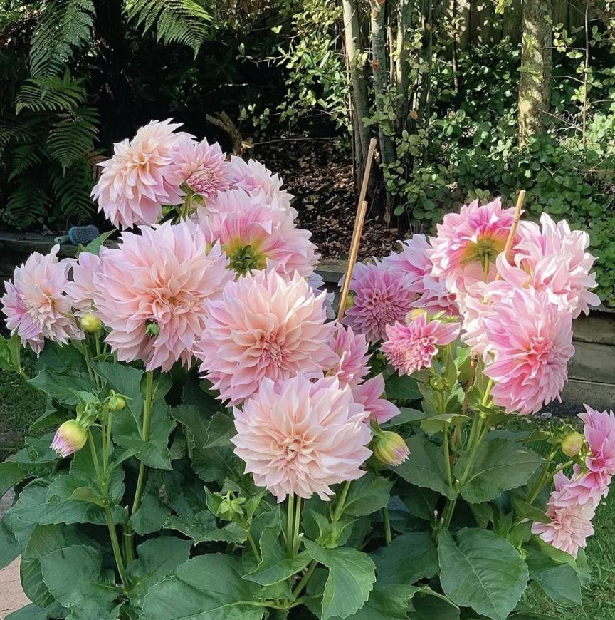 6種「晒不死」的花，越晒越開花，四月養幾盆，整個夏天花開不斷！