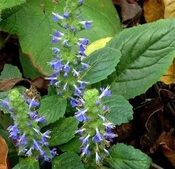 養上「3種花」自制「花露水」，每天家裡香噴噴，蚊蟲沒有心情好