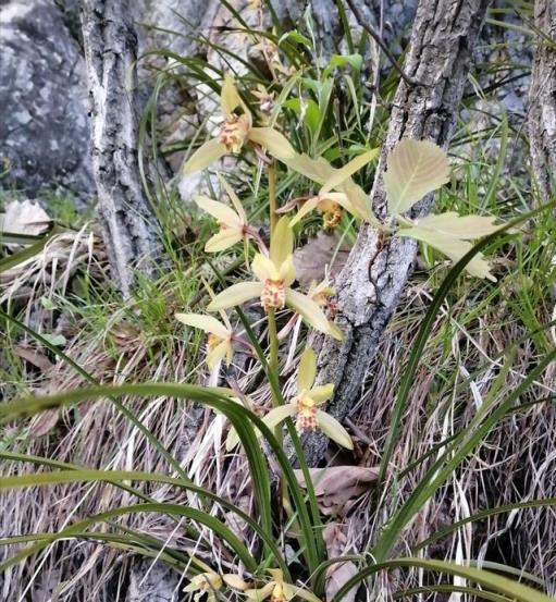 六種花「不吉利」，年前買花需注意，免得「被坑」