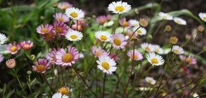 這種「野草」農村常見無人要，治療胃炎有奇效，以後見到要珍惜！