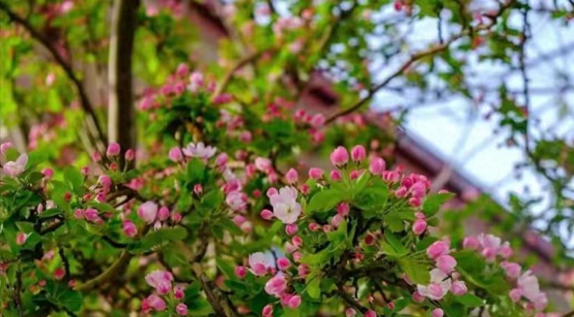 6種「院景樹」，庭院種一棵，長壽吉祥，幸福美好 「願景」