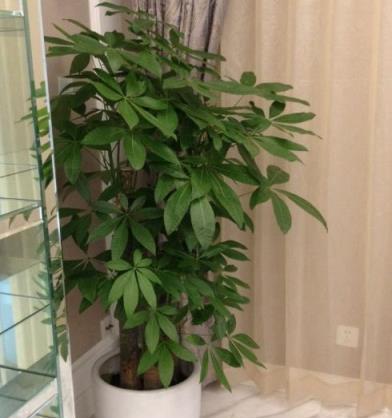 4種「財大氣粗」的植物，枝葉茂密、寓意好，講究的人都愛養家中