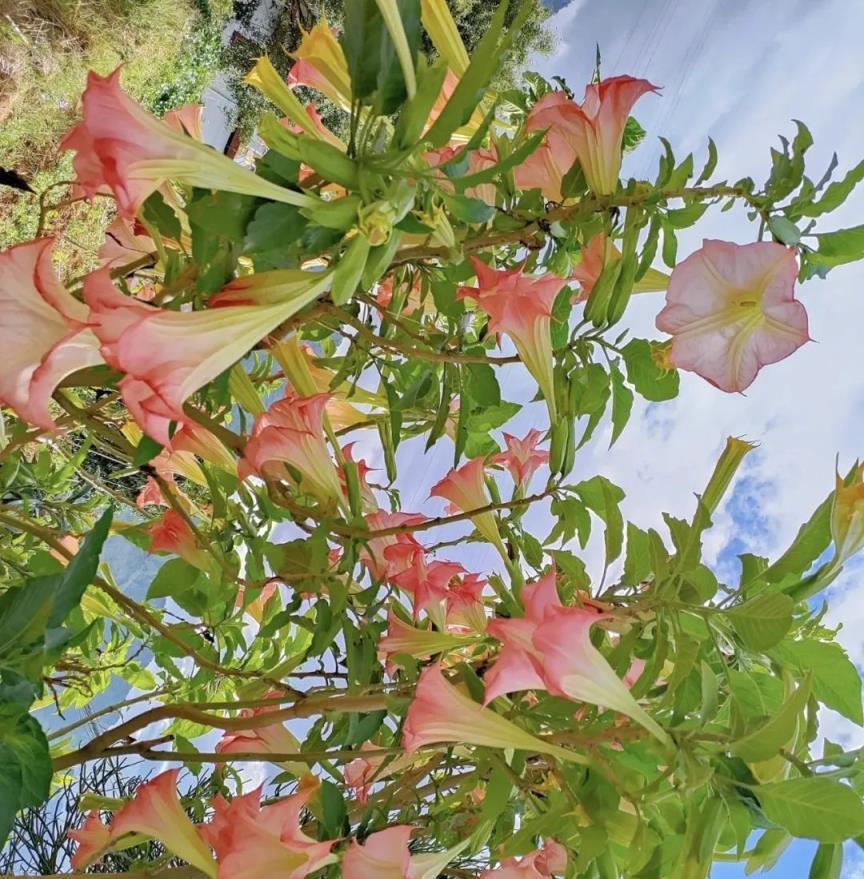 8種「大毒花」，花旺人不旺，家裡有的趕快搬出去！