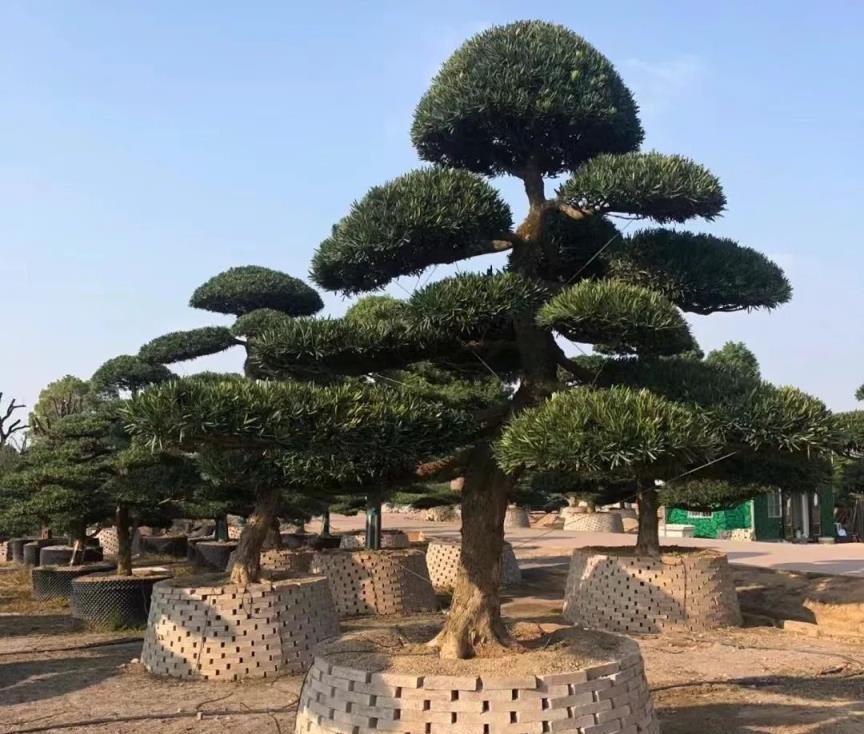 養黃金葛吊蘭，不如養這2種樹，越養越值錢，一盆「上千元」