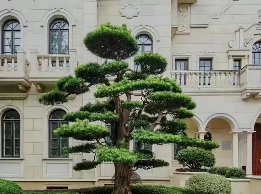 6種「院景樹」，庭院種一棵，長壽吉祥，幸福美好 「願景」