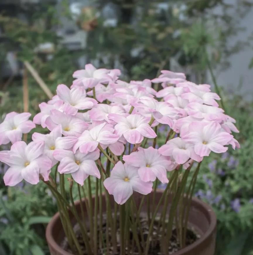 3種花，再捨不得也要搬出去，多晒、多淋雨，開不停