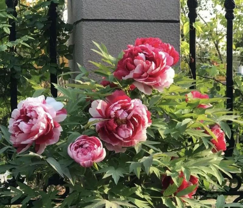 老祖宗說：這花寓意「貴人輩出，平地青雲」，門前栽種，可惠及後人！