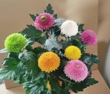 家裡不能亂養花，這5種花被稱為「散財花」，再勤快也難致富