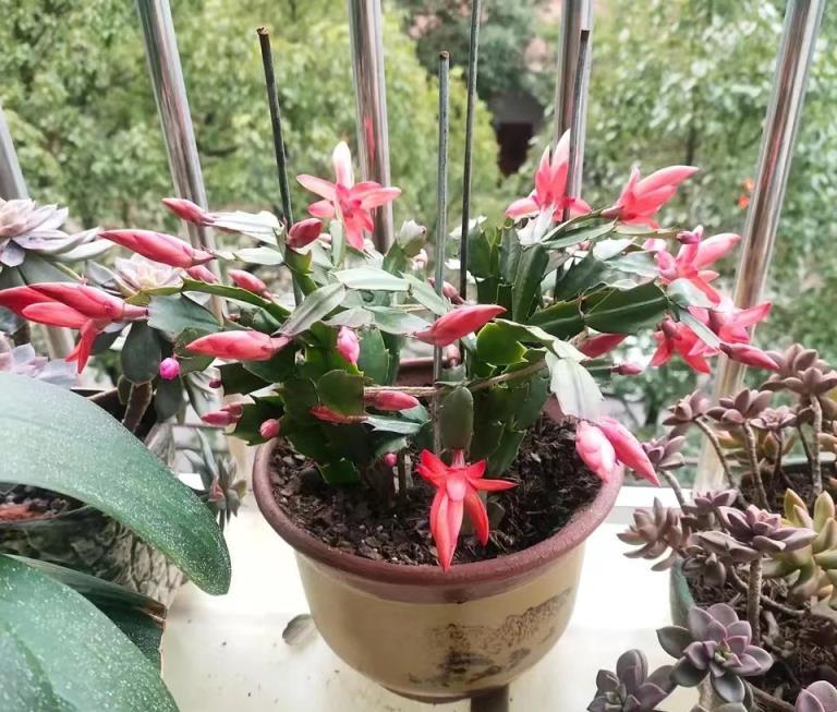 蟹爪蘭就要長花苞了，做不好這3點，今年開花沒「戲」了