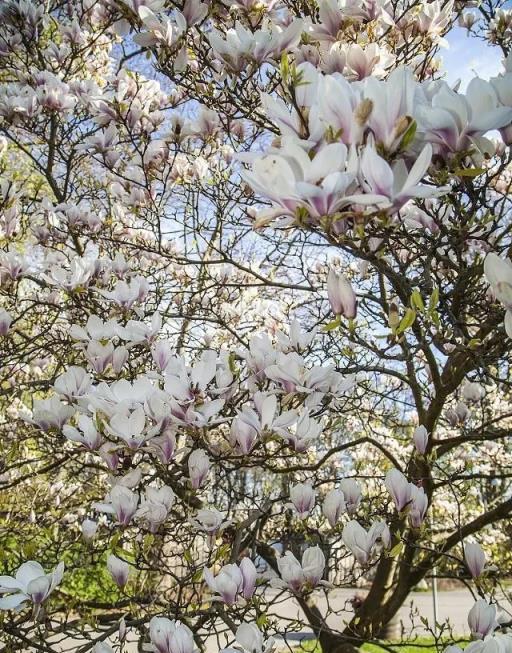 7種「花樹」，家有庭院種一棵，越養越美，美好幸福「院景」