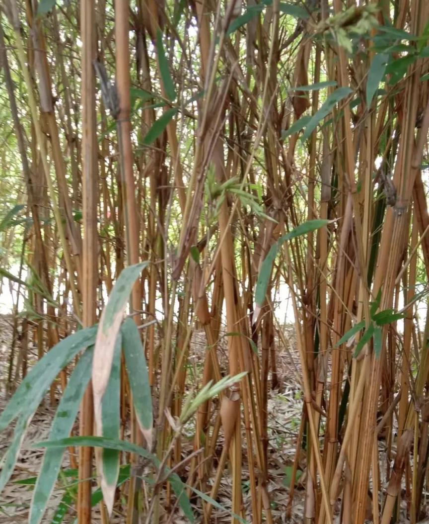 為什麼老祖宗說「竹子開花，馬上搬家」，這其中的道理值得深思！