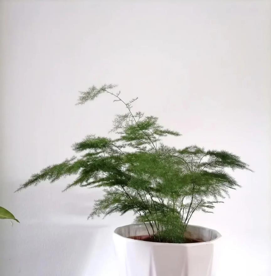 「死活不開花」的綠色植物，這樣狠狠修理一下，立馬猛長冒花苞！