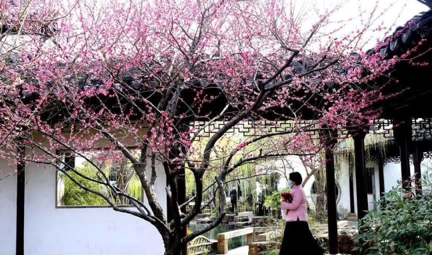 7種「花樹」，家有庭院種一棵，越養越美，美好幸福「院景」