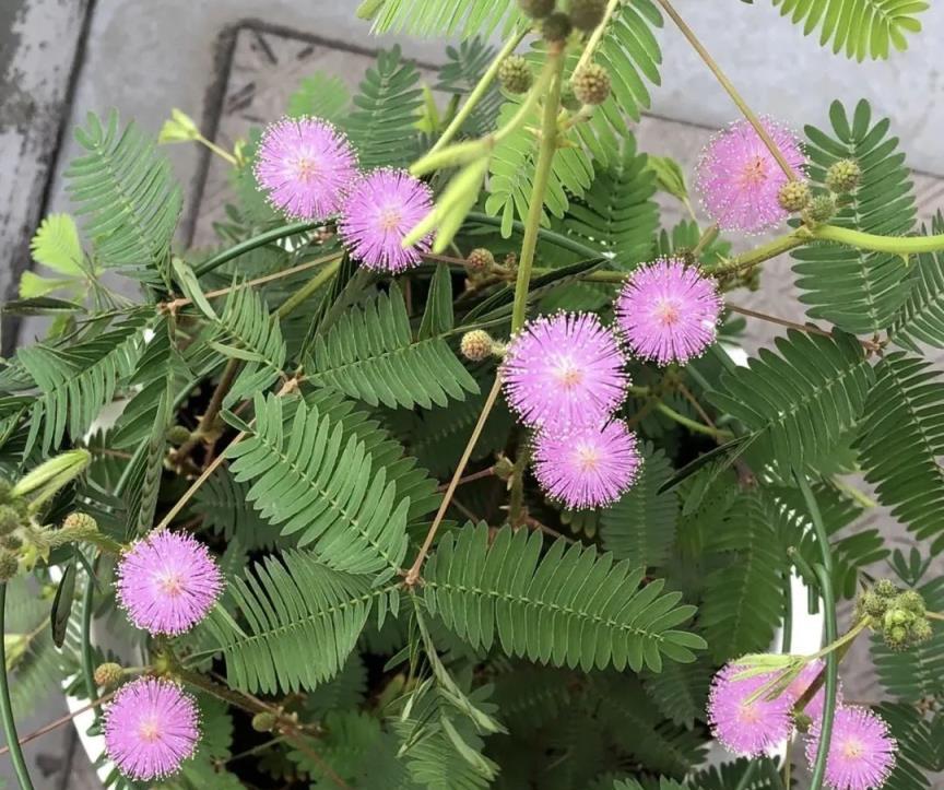 8種「大毒花」，花旺人不旺，家裡有的趕快搬出去！