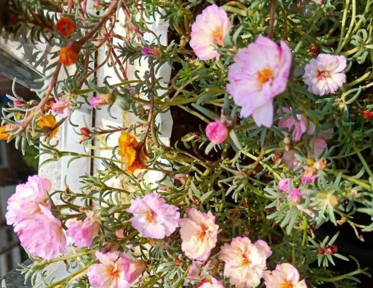 超級難養死的小花，開花勤，花期長，養一養就爆盆