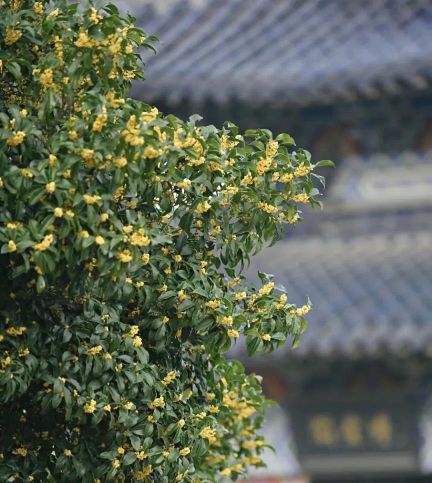 ​5樹開花，子孫有錢花，五種漂亮花，客廳隨便放一盆，大氣高雅，真吉祥！