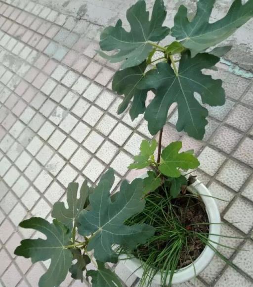 自己扦插無花果，「水裡」泡一泡，10天就生根，一年果子結滿枝