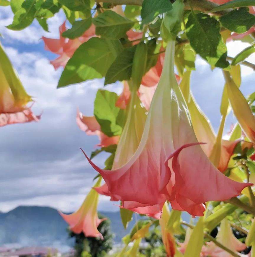 5種「大毒花」，萬萬不能養在家裡，有的趕緊搬走！