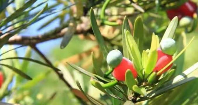 4種「吉祥樹」，庭院種一棵，寓意深遠，還能養成「傳家寶