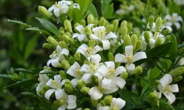 夏天最香的6種花，清香撲鼻開花美，家裡養幾盆，天然「活香水 」