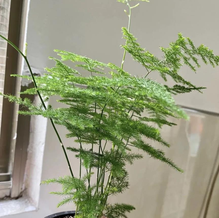 3種綠色植物養一養，花好看，人健康，值了