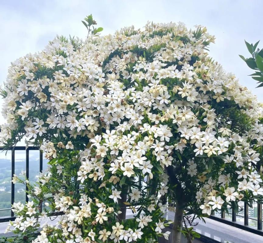 梔子花茉莉花，「不喝醋」不開花，一種酸水喂一遍，花苞擠滿枝頭！