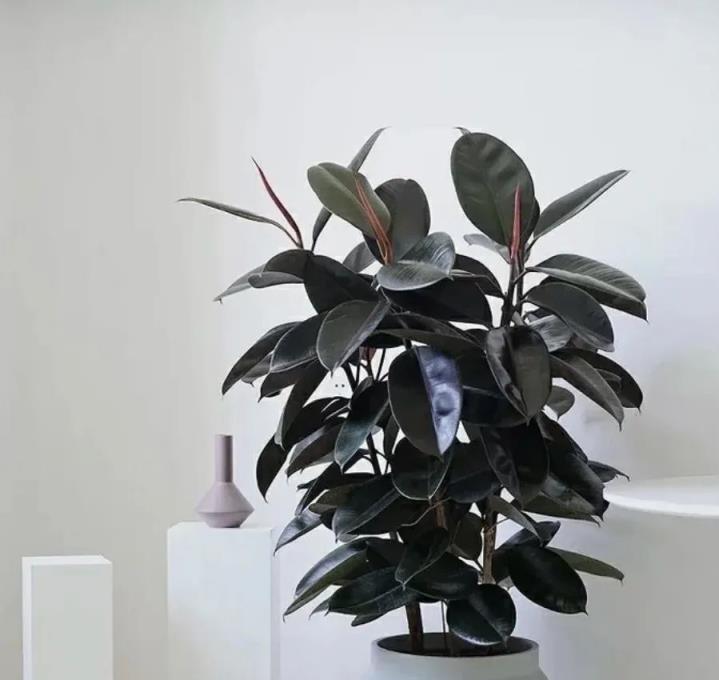 7種花不能「多澆水」，粗放管理，越養越爆盆！