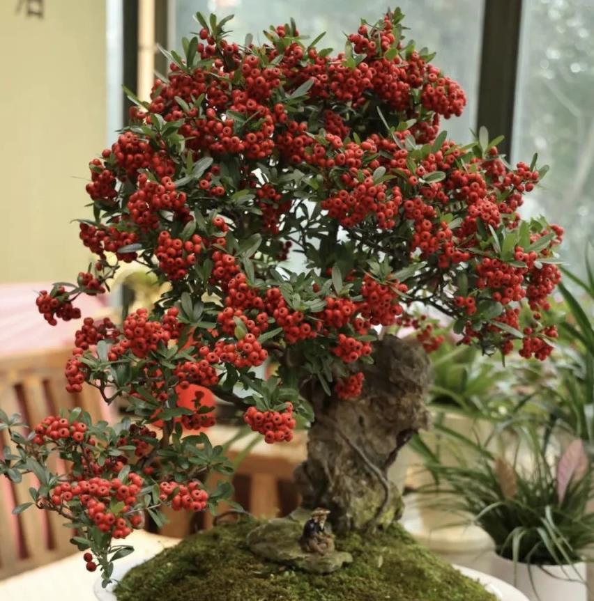 聰明人養樹不養花，這3種「鎮宅樹」，再貴也要養1盆，能聚財好運來！