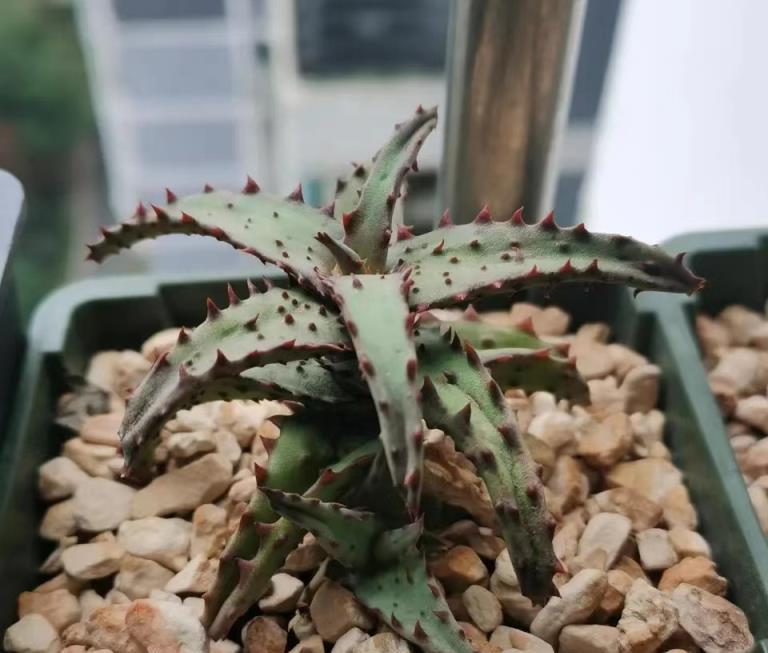 這花最適合老人養了，好看又實用，越養越長壽！