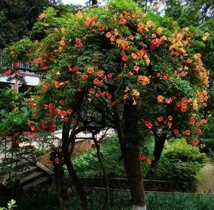 庭院裡養花，首選「這10種」，開成「花牆瀑布」，風景美如畫